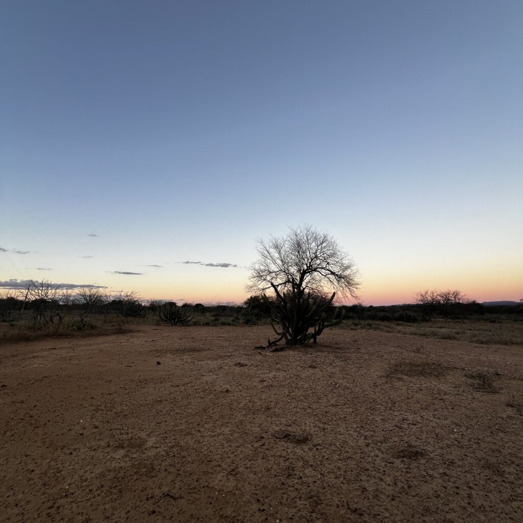 Mandacaru e juazeiro lado a lado num descampado da Caatinga, no Boqueirão da Onça, ao entardecer