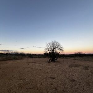 Mandacaru e juazeiro lado a lado num descampado da Caatinga, no Boqueirão da Onça, ao entardecer